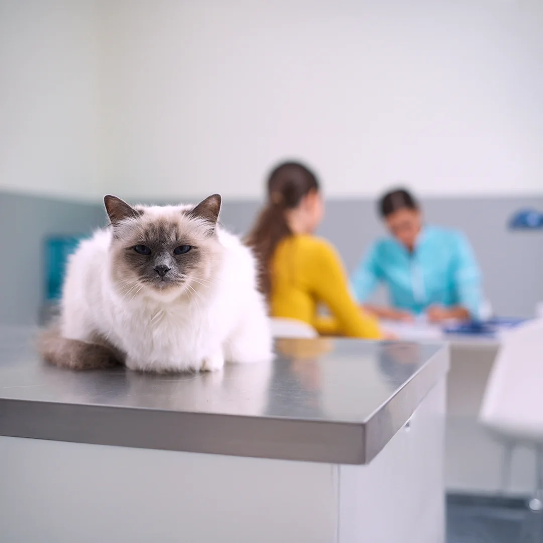 Fluffy white cat with gray markings sitting on a metal exam table at a veterinary clinic with staff in the background