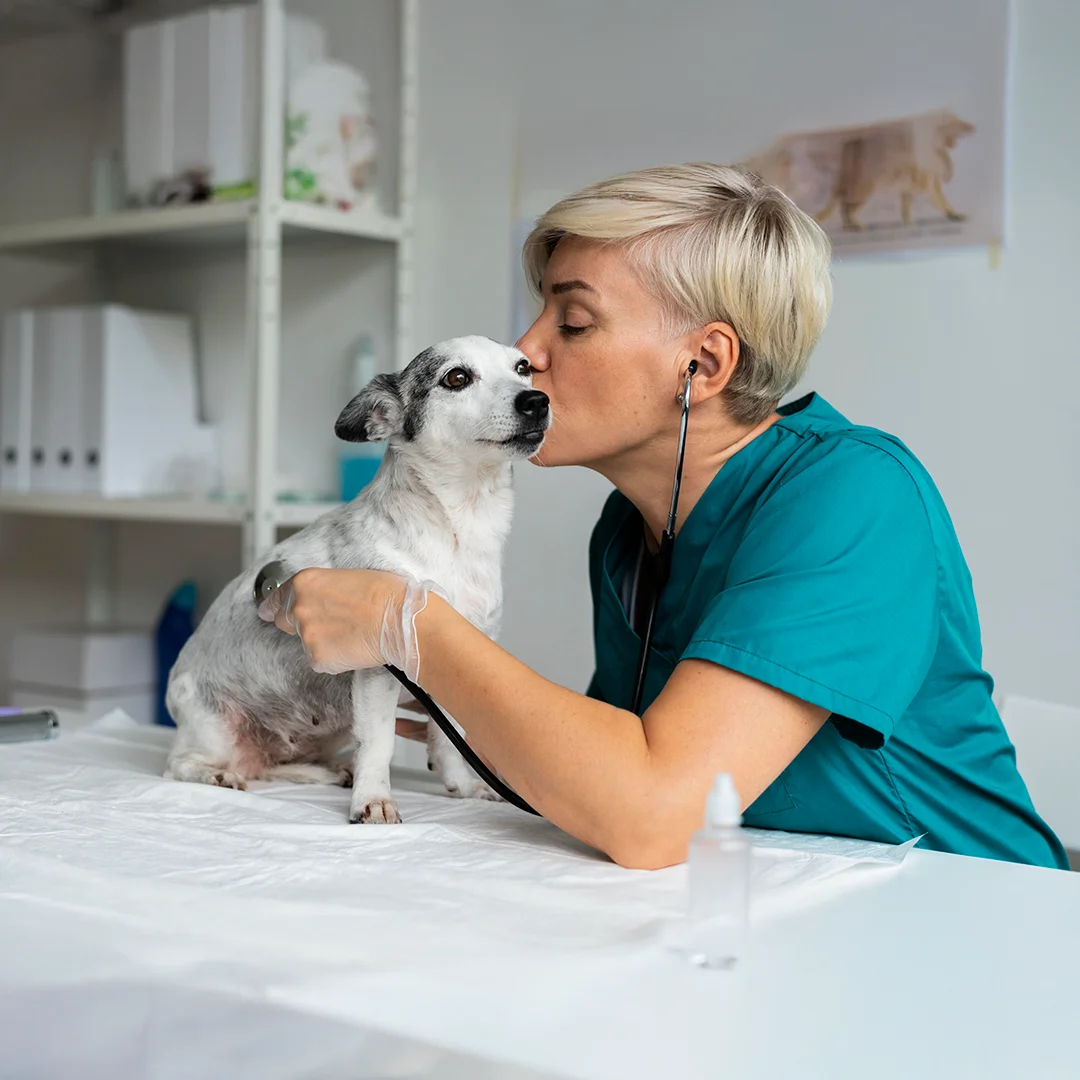 A veterinarian gently kissing and comforting a small senior dog while listening to its heartbeat with a stethoscope during an exam.